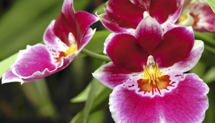 'Vulcain' - jedna z odmian mieszańcowych.