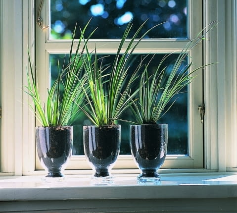 Tatarak trawiasty (Acorus gramineus) w prostej powtarzalnej kompozycji. Jest to roślina wodna lub bagienna. Lubi podłoże mocno wilgotne i nasłonecznione stanowisko