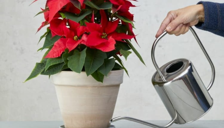 Jak podlewać poinsecję