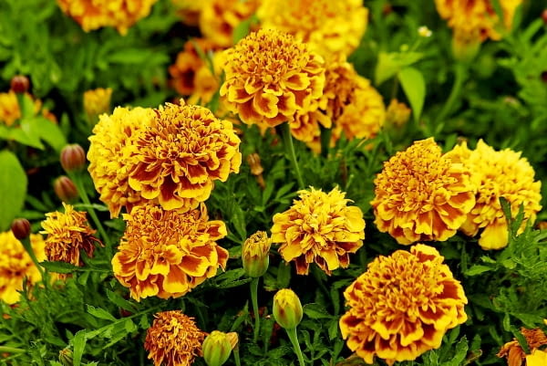 ROSLINY KWIATY : AKSAMITKA ROZPIERZCHLA ' SAFARI SCARLET ' TAGETES ERECTA FOT. WIESLAW GAWRYS PUBLIKACJA KWIETNIK NR 5 (173) - 5 2009