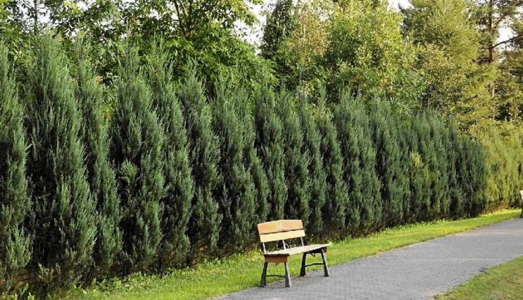 Żywopłot z jałowca skalnego 'Skyrocket' (Juniperus scopulorum)