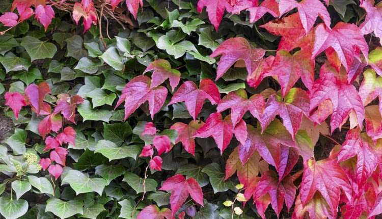 Winobluszcz trójklapowy