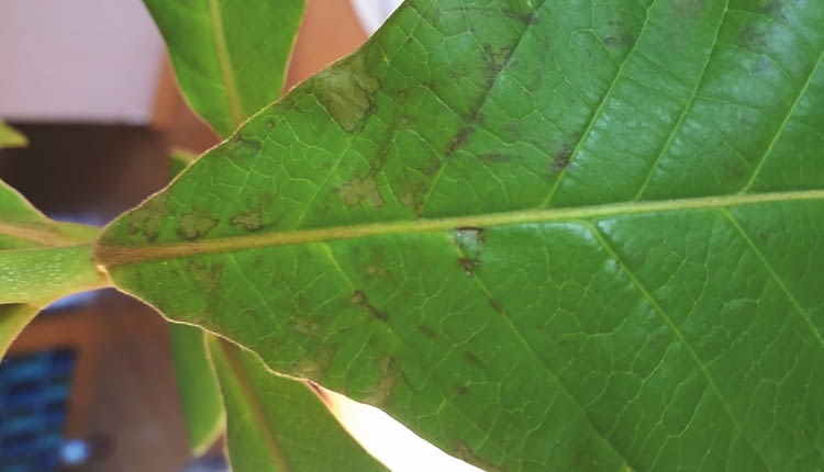 PLAMISTOŚĆ LIŚCI rozpoczyna się od drobnych plamek na blaszce.