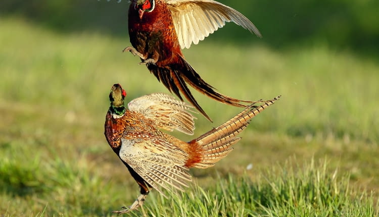 wiosenne tokowanie bażantów to wspaniały, spektakl pełen dynamizmu.