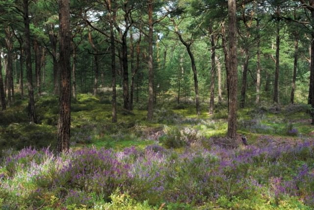 Ulubione pejzaże Grzegorza Markowskiego - rosnące na piaszczystych wydmach sosny i polany pełne wrzosów