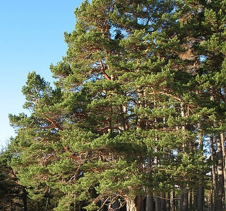 Encyklopedia roślin: Sosna pospolita  Pinus sylvestris