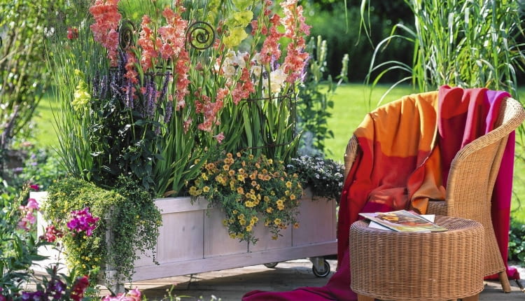 Wspaniała kompozycja z mieczykami ('Fringed Coral Lace', 'Green Star') w roli głównej. Towarzyszą im m.in. kłosowiec, mecardonia i petunie z grupy Calibrachoa.