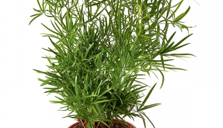 Aspargus