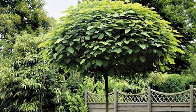 ONE TIME USE ONLY DO JEDNORAZOWEGO UZYCIA ROSLINY DRZEWA SURMIA CATALPA BIGNONIOIDES ' NANA ' FOT. MAGDALENA TOMZYNSKA PUBLIKACJA OGRODY NR 7 (87) - 7.2006 PUBLIKACJA OGRODY NR 5 (97) - 5 2007 SLOWA KLUCZOWE: ROSLINY DRZEWA