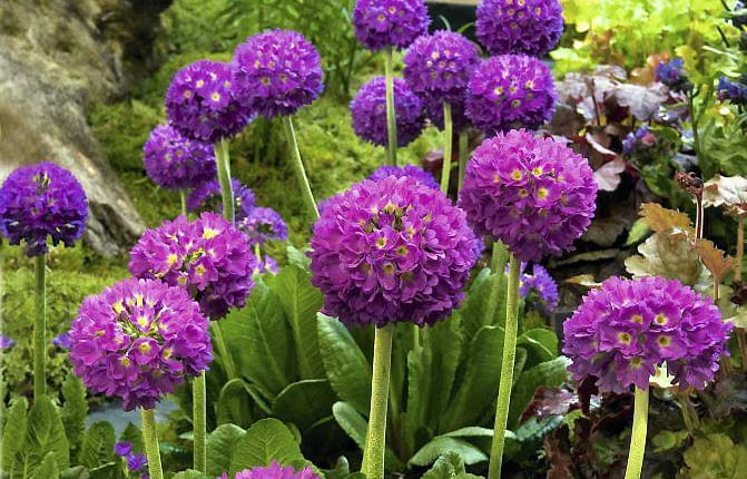 PIERWIOSNEK ZĄBKOWANY preferuje gleby bogate i cięższe (najlepiej gliniaste) i zawsze wilgotne.