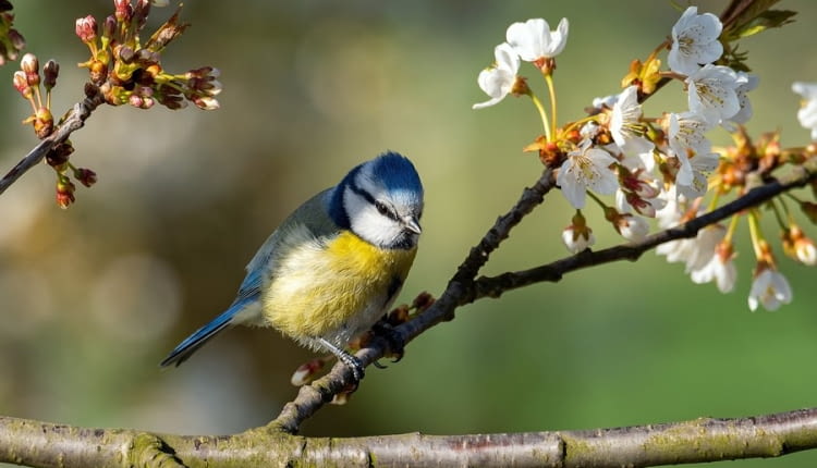 Dokarmianie ptaków latem