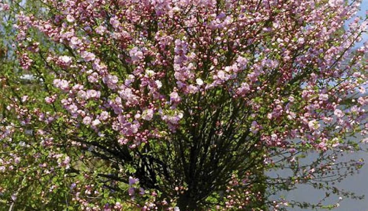 ONE TIME USE ONLY DO JEDNORAZOWEGO UZYCIA MIGDALEK TROJKLAPOWY PRUNUS TRILOBA DRZEWO LISCIASTE FOT. ADAM MAROSZ SLAJD MALY PUBLIKACJA OGRODY NR 3 (71) - 3.2005 SLOWA KLUCZOWE: DRZEWA KWIATY ROSLINY