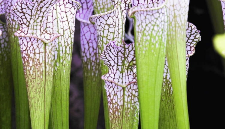 SLOWA KLUCZOWE: Sarracenia leucophylla