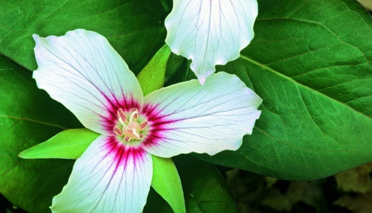 Trójlist falisty (T. undulatum) wyróżnia się wzorem na płatkach.