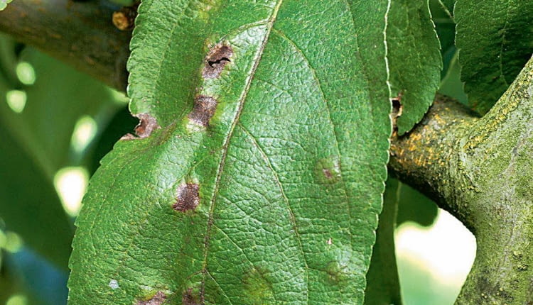 UWAGA ! DO JEDNORAZOWEJ PUBLIKACJIPARCH JABLONI - CHOROBA GRZYBOWA , PORAZONE LISCIE DRZEWAFOT. ANNA KULIKOWSKAPUBLIKACJA MAGNOLIA NR 5 (49) - 5 2016