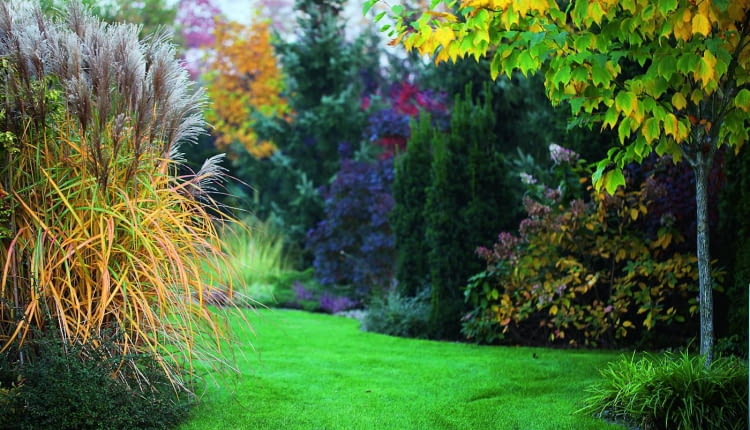 Trawy ozdobne i przebarwiające się drzewa jesienią tworzą malownicze obramowanie trawnika.