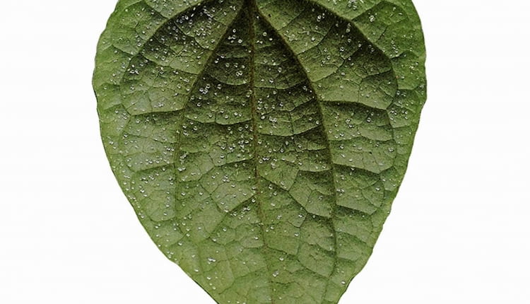 Malutkie kuleczki na spodzie liści pieprzu są objawem srebrzystości fizjologicznej.