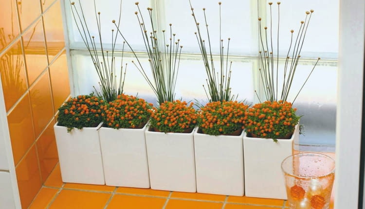 23.06.2005 WARSZAWA - CZTERY KATY - KWIATY FOT. BRUNO FIDRYCH / AGENCJA GAZETA PUBLIKACJA CZTERY KATY NR 9 (167) - 9.2005 SLOWA KLUCZOWE: WNETRZA ROSLINY ZDJĘCIE DO WKŁADKI: PUBLIKACJA CZTERY KATY NR 9 (167) - CZASOPISMA