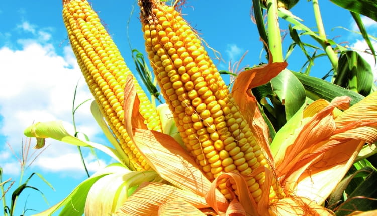 Konsumpcyjne odmiany kukurydzy zbieramy, gdy ziarno jest jeszcze miękkie. Ich kolby także są bardzo dekoracyjne.