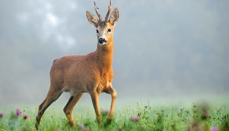 Sarny (na zdjęciu samiec) należą do najczęściej odwiedzających nasze ogrody amatorów kory drzew.