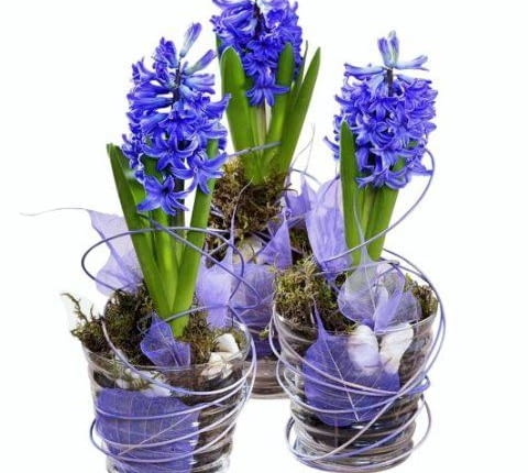 27.11.2003 PORADNIK DOMOWY - HIACYNT FOT.KRZYSZTOF DUKLAS / AGENCJA GAZETA STYL. ALICJA TRANINA / FLOWER POWER PUBLIKACJA PORADNIK DOMOWY NR 2 (162) - 2.2004