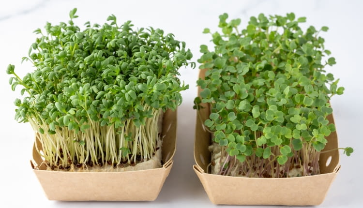 Rzerzucha na wielkanoc