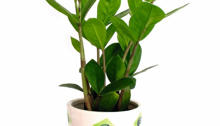 zamioculcas zamiifolia