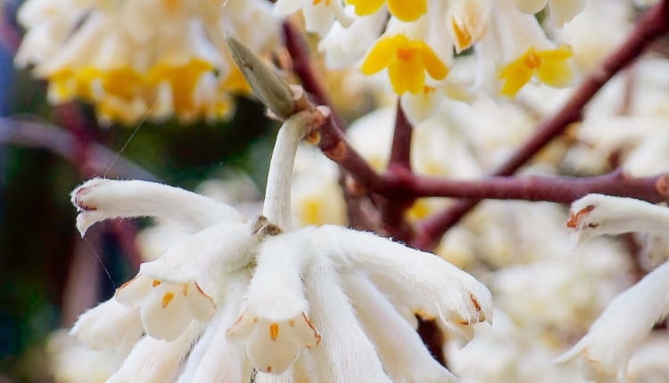 'Grandiflora' - przedwiośnie