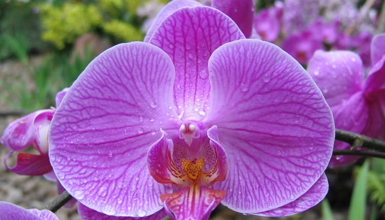 Falenopsis można kupić nawet w hipermarkecie. Słynie z długiego okresu kwitnienia. nie sprawia problemów uprawowych