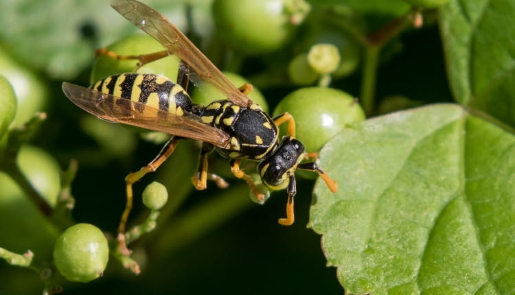 Klecanka rdzaworożna