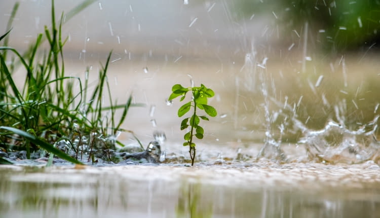Nadmierny deszcz w ogrodzie