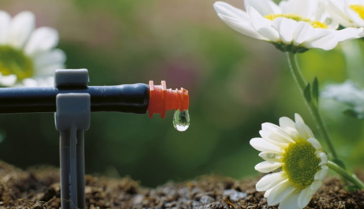 Jak oszczędzić wodę w ogrodzie