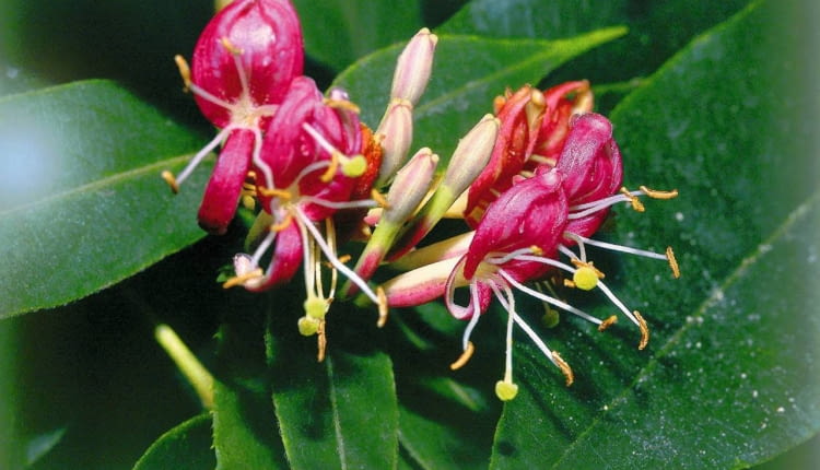 ONE TIME USE ONLY DO JEDNORAZOWEGO UZYCIA LONICERA HENRYI WICIOKRZEW HENRYEGO PNACZE FOT. SZCZEPAN MARCZYNSKI PUBLIKACJA OGRODY NR 11 (79) - 11.2005 SLOWA KLUCZOWE: KWIATY ROSLINY