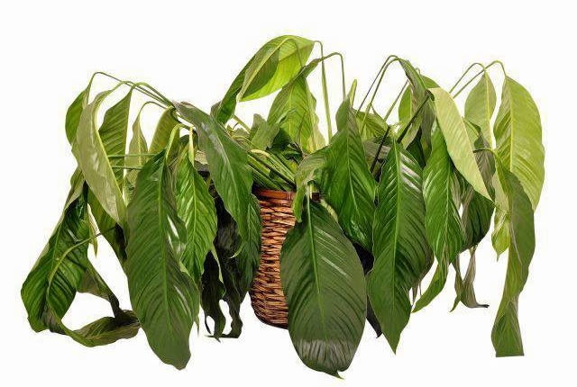 Zalany egzemplarz skrzydłokwiatu więdnie i wygląda, jakby został przesuszony.