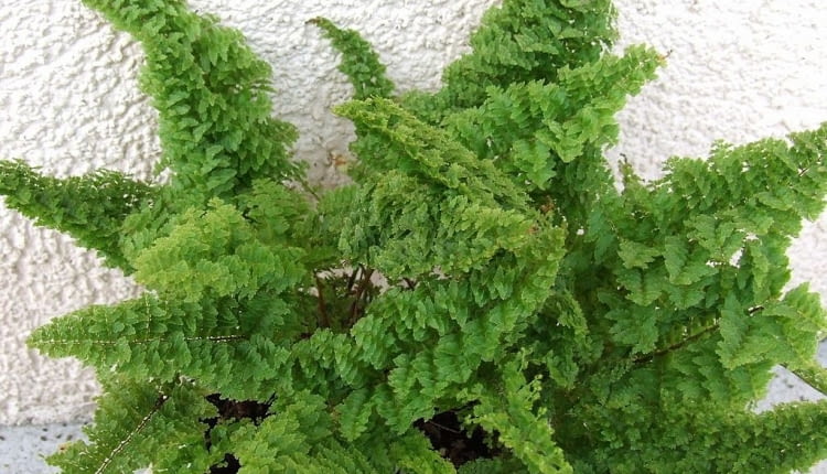 Paproć Nefrolepis wysoki 'Norwoodii' (Nephrolepis exaltata)