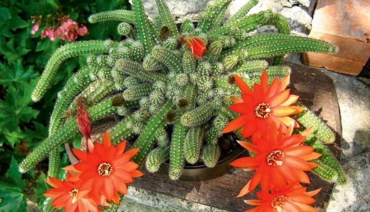 Kwitnące kaktusy