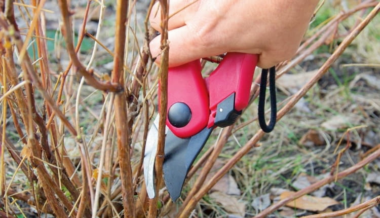 Hortensja drzewiasta Anabelle wymaga odmładzania - robi się to wiosną.