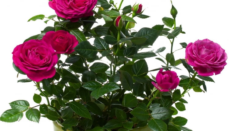 MINIATUROWE RÓŻE w doniczkach, podobnie jak te na rabatach, muszą zimą "odpocząć".