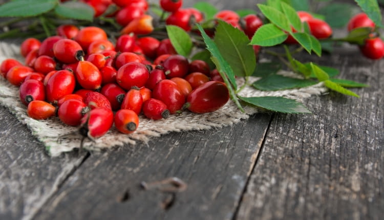 Róża dzika (Rosa canina),