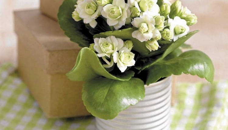 UWAGA ! DO JEDNORAZOWEJ PUBLIKACJI KALANCHOE ' PARIS ' Z SERII QUEEN ROSE FLOWERS - ROSLINA DONICZKOWA FOT. BIURO KWIATOWE HOLANDIA PUBLIKACJA KWIETNIK NR 1 (181) - 1 2010 SLOWA KLUCZOWE: ROSLINA KWIAT ZDJĘCIE DO WKŁADKI: PUBLIKACJA KWIETNIK NR 1 (181) - CZASOPISMA