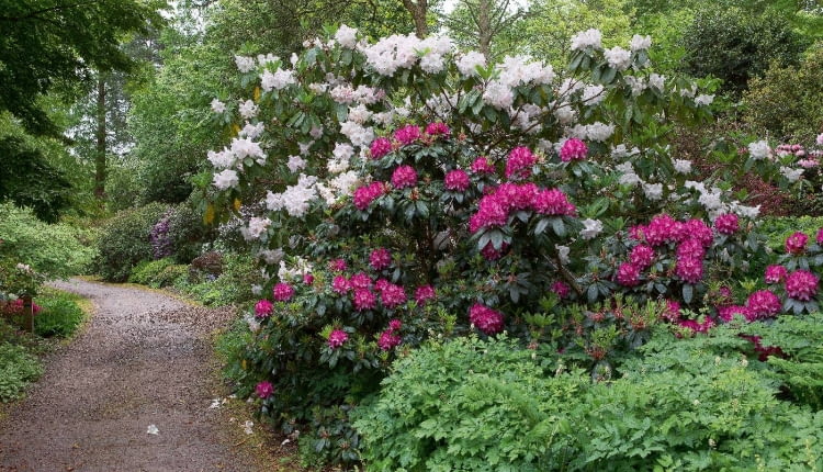Wiosenna wizytówka wisley - ścieżka pośród olbrzymich różaneczników z grupy Loderi.