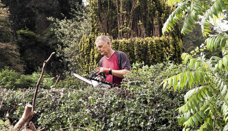 Usunięcie krzewów w wieku powyżej 10 lat także powinniśmy zgłosić do urzędu miasta lub gminy.