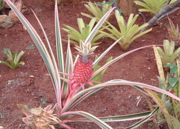 Ananas
