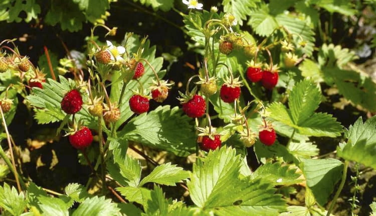 ROSLINY POZIOMKA OWOCE FOT. PAWEL SLOMCZYNSKI / AGENCJA GAZETA PUBLIKACJA KWIETNIK NR 3 (147) - 3 2007 SLOWA KLUCZOWE: ROSLINY OWOCE ZDJĘCIE DO WKŁADKI: PUBLIKACJA KWIETNIK NR 3 (147) - CZASOPISMA