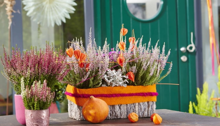 Dekoracje z wrzosów