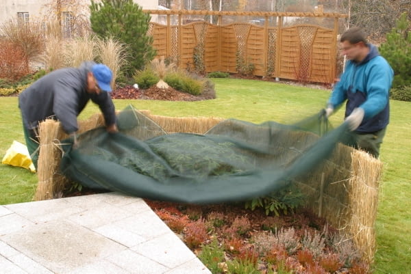 12.11.2003 ZALESINEK OGROD JESIEN OGRODOWE PRACE JESIENNE PRZYKRYWANIE KRZEWY LISCIASTE MATA OCHRONNA ZABEZPIECZENIE ROSLIN OKRYWANIE PRZED ZIMA DO PISMA KWIETNIK ARANZACJA PANI DANUTA MLOZNIAK FOT. PAWEL SLOMCZYNSKI / AGENCJA GAZETA PUBLIKACJA KWIETNIK NR 11 (131) - 11.2005