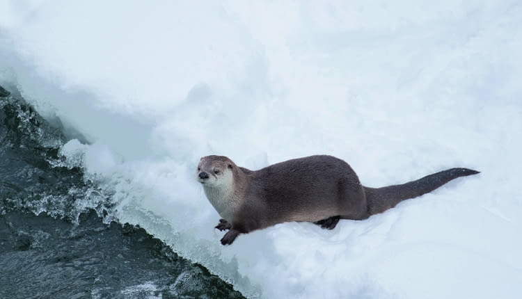 Wydra jest objęta w Polsce całkowitą ochroną. Choć wyjada ryby, nie wolno jej krzywdzić.