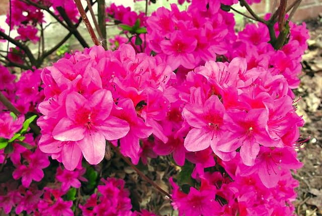 Różaneczniki i azalie. Ten urodziwy krzew to odmiana 'Amarant', która została wyhodowana w szkółce państwa Doroty i Sylwestra Tomszaków