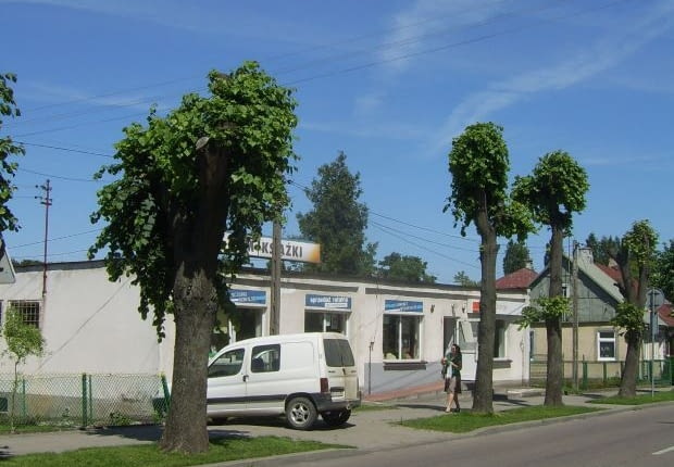 Lipy na Podlasiu - wierzcie na słowo.