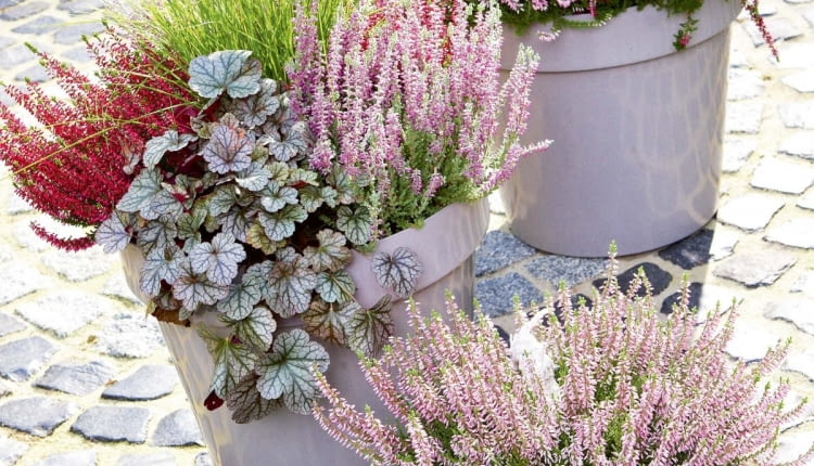 TRUDNO WYOBRAZIĆ sobie jesień bez wrzosów (Calluna). W tej kompozycji zestawiono je z żurawkami (Heuchera) o ozdobnych liściach ozdobnych liściach i efektowną trawą rozplenicą.